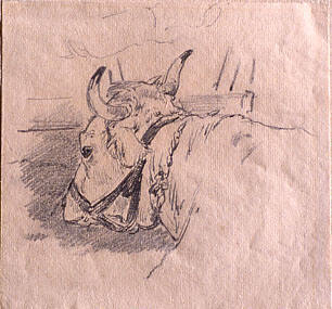 Drawing of a cow's head