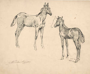 Study of two colts