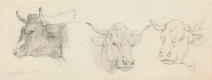 Study of cattle for "Sheep Shearing"