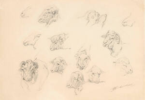 Study of sheep heads