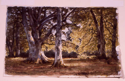Trees in the New Forest