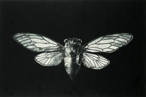 Cicada