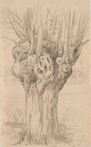 Gnarled Tree