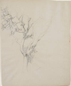 Tree Study