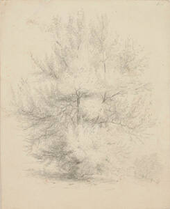 Drawing of a tree