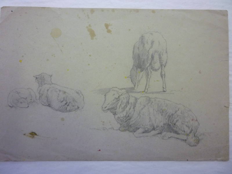 Sketch of Four Sheep