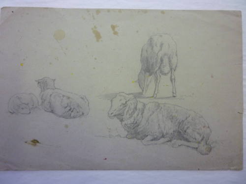 Sketch of Four Sheep