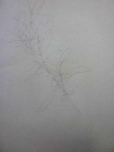 Study of branch with leaves