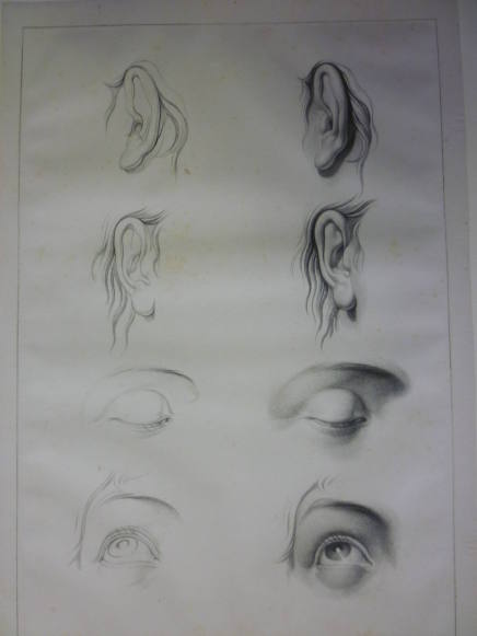 Studies of Ears and Right Eye