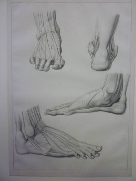 The Muscular Structure of the Right Foot