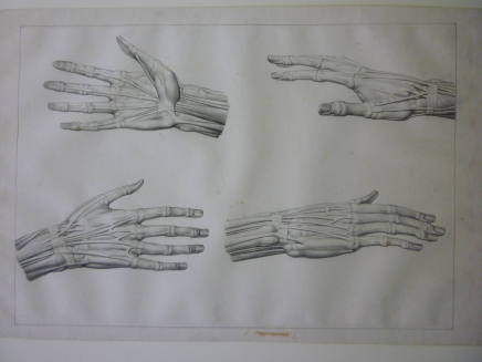 The muscular structure of the right hand