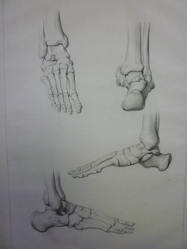 The skeletal structure of the right foot