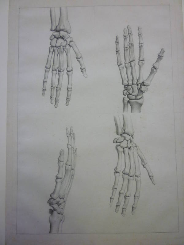 The skeletal structure of the right hand