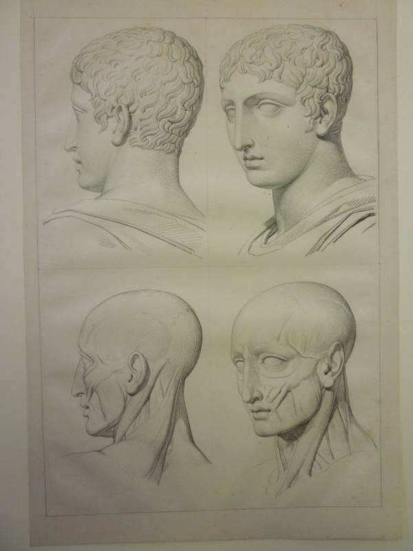 Two perspectives of the head with muscular structure