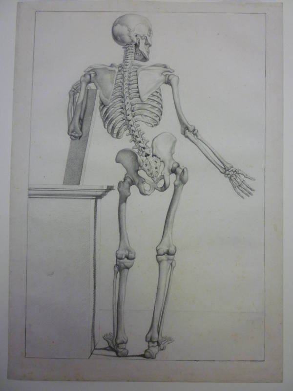 Dorsal view of the male skeletal structure