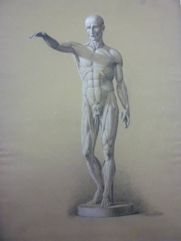 Cast of Houdon's Écorché--Front View