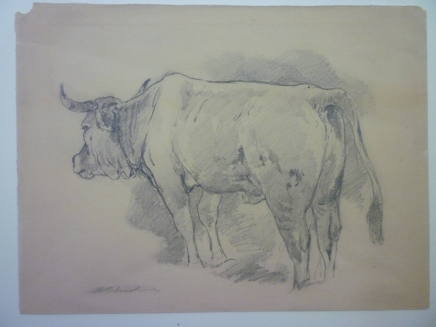 Study of a cow