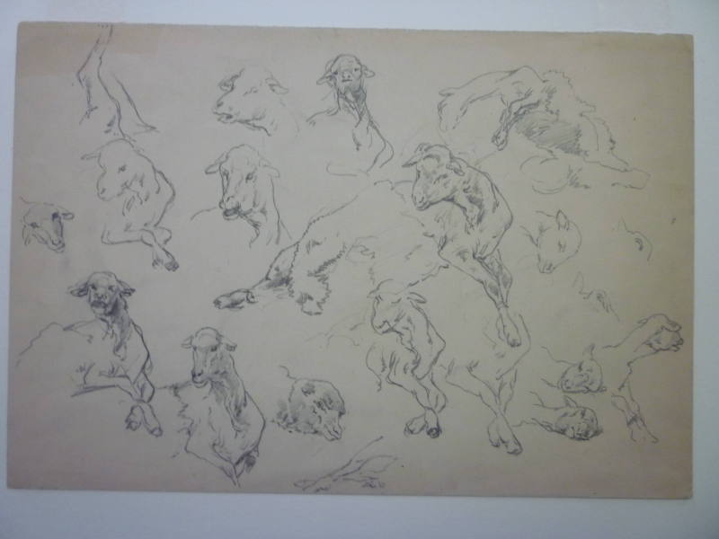 Studies of sheep during shearing (recto and verso)