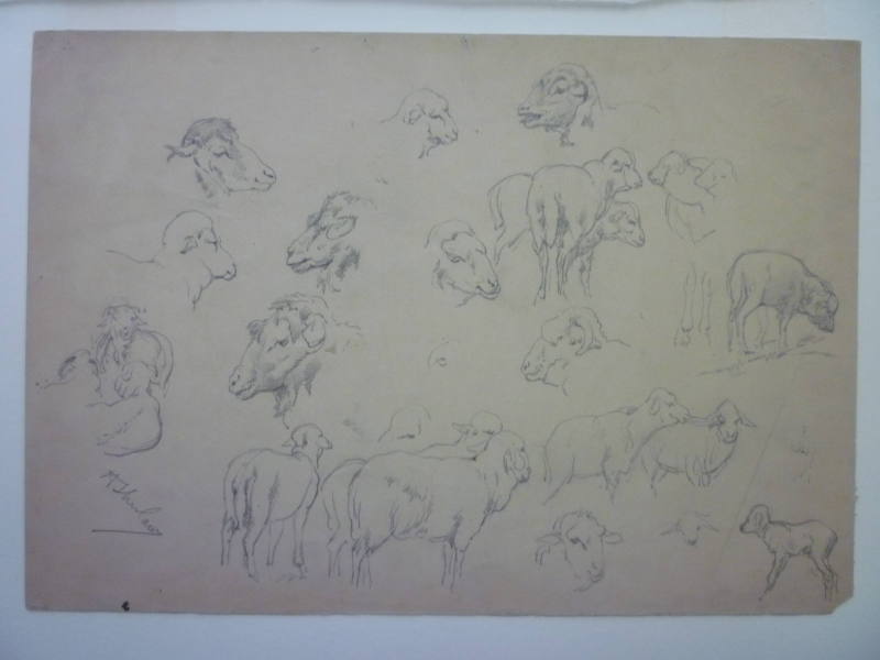 Studies of sheep