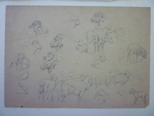 Studies of sheep