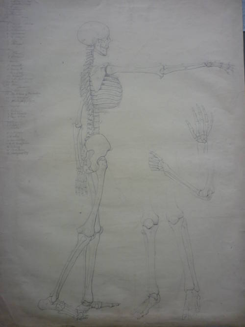 Sketches of human skeletons