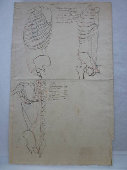 Studies of human skeleton