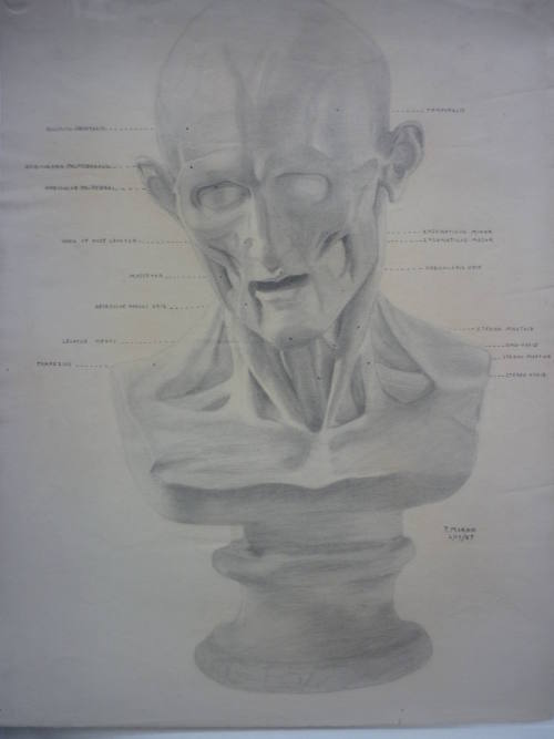 Drawing of Ecorché bust with anatomical identifications